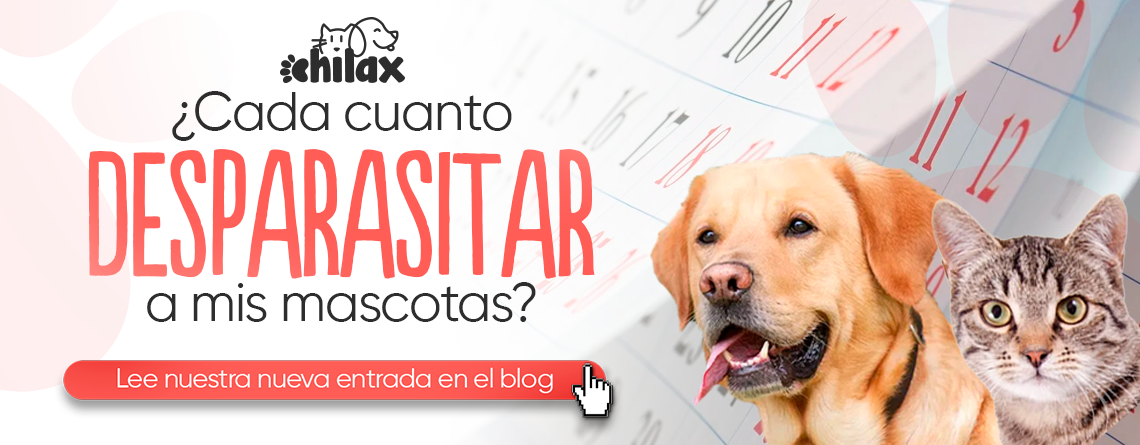 ¿Cada cuánto debo desparasitar a mi perro o gato?